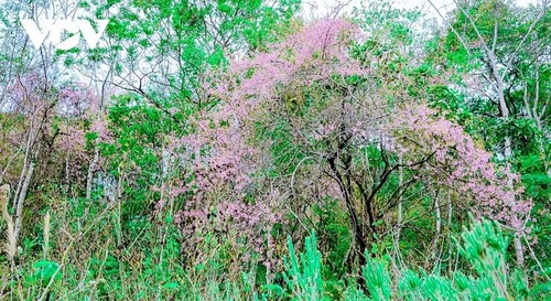 Blume, die den Frühling symbolisiert - ảnh 4