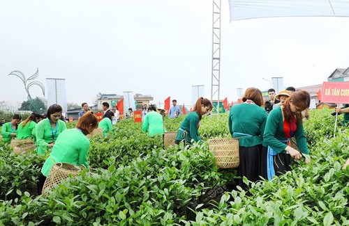 Fest des Tan Cuong-Teeanbaugebiets - ảnh 1