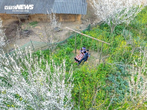 Plateau Ta Van Chu in der Blütezeit der weißen Pflaumenblüten - ảnh 7