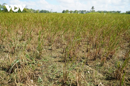 Mekong-Delta sucht nach Maßnahmen gegen Versalzung - ảnh 1