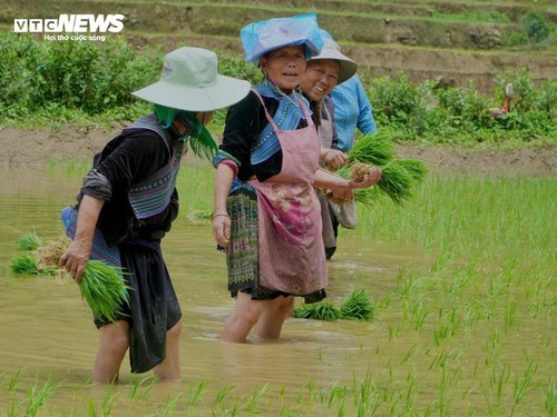 Beeindruckende Schönheit der Wassersaison auf den Reisterrassen in Lao Cai - ảnh 10