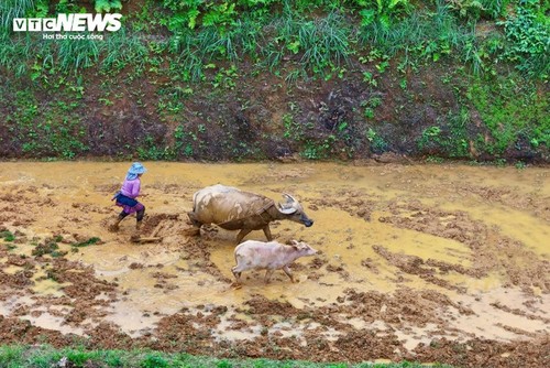 Beeindruckende Schönheit der Wassersaison auf den Reisterrassen in Lao Cai - ảnh 8