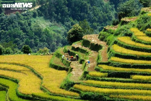 Die friedliche Reisernte im Dorf Hang Dang De in der Provinz Lao Cai - ảnh 4