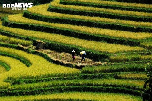 Die friedliche Reisernte im Dorf Hang Dang De in der Provinz Lao Cai - ảnh 7