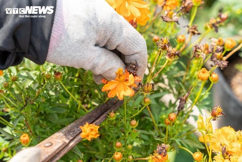 Das größte Blumenanbaugebiet des Südwestens in der Tet-Blumensaison - ảnh 11