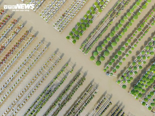 Das größte Blumenanbaugebiet des Südwestens in der Tet-Blumensaison - ảnh 1