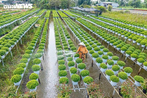 Das größte Blumenanbaugebiet des Südwestens in der Tet-Blumensaison - ảnh 2