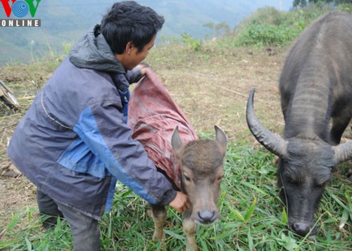 Sapa in freezing cold weather - ảnh 3