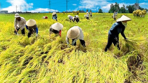 Reisexportsförderung in Vietnam - ảnh 1