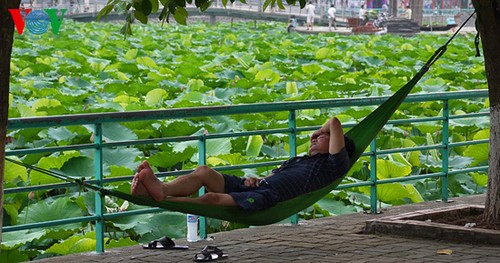 Lotus im Westsee am frühen Morgen - ảnh 11