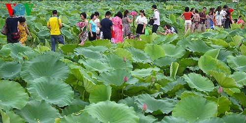 Lotus im Westsee am frühen Morgen - ảnh 4