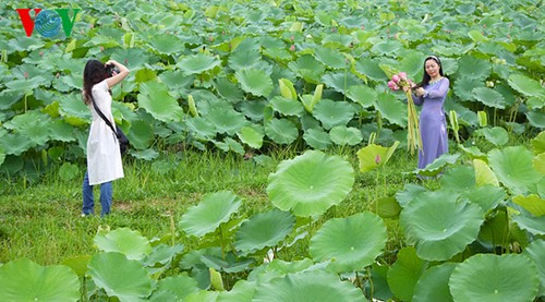 Lotus im Westsee am frühen Morgen - ảnh 7