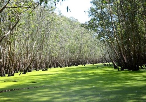Der Tra Su-Cajuput-Wald in An Giang - ảnh 2