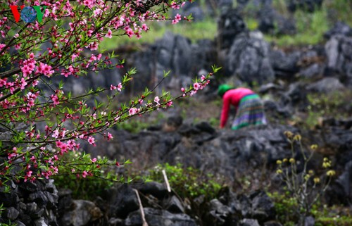Frühlingsblüten auf dem Karstplateau Dong Van - ảnh 1