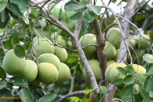 Bauern in Hue entwickeln Gemeindetourismus - ảnh 1