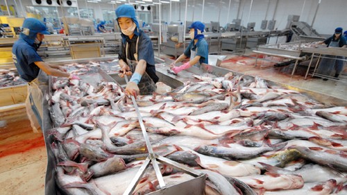 USA verhängt hohe Steuer auf Pangasius aus Vietnam - ảnh 1