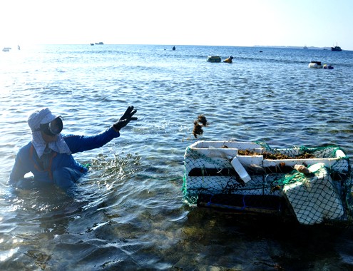 Insel Ly Son - lebendige Atmosphäre am Strand in der Meerestrockenzeit - ảnh 1