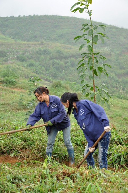 Kautschuk-Anbau in Yen Bai - ảnh 1