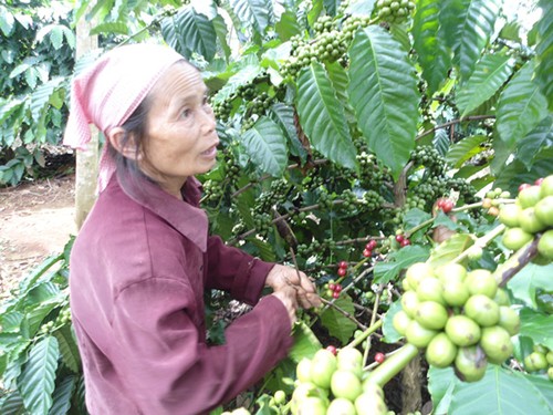 Senioren engagieren sich für Neugestaltung ländlicher Räume - ảnh 1