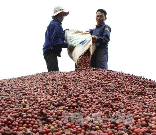 Entwicklung eines nachhaltigen Kaffeeanbaus - ảnh 1