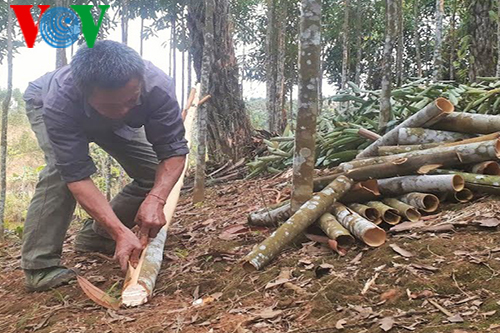 Träume der Bewohner in Bao Yen vom Zimtanbau  - ảnh 1