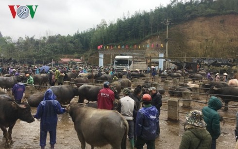 Einzigartigkeiten auf dem Viehmarkt im gebirgigen Nordvietnam - ảnh 1