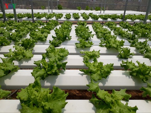 Start up mit Gemüseanbau mit Hochtechnologie in Quang Nam - ảnh 2