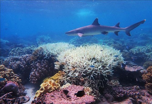 Weltgemeinschaft verpflichtet sich, Verlust der Biodiversität zu stoppen - ảnh 1