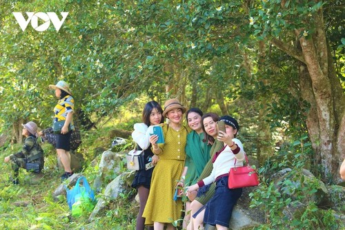 Herbstblühende Kamelie in der Grenzregion Binh Lieu in Quang Ninh - ảnh 14