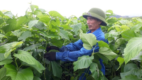 Tran Yen: Der erste ländliche Kreis neuen Stils im Nordwesten - ảnh 1