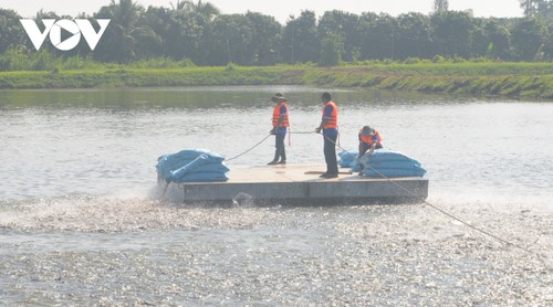 Pangasiuszucht im Mekong-Delta strebt Kreislaufwirtschaft und Reduktion von Treibhausemissionen an - ảnh 1