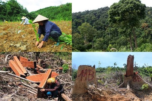 Vietnam setzt EU-Verordnung gegen Entwaldung um - ảnh 1