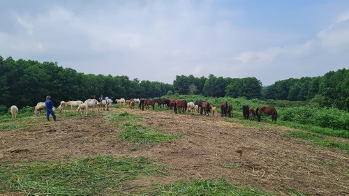 Pferdefarm Ba Van: Ein friedlicher Ort im Grünland - ảnh 1