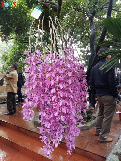 Festival Bunga Anggrek Kota Hanoi Musim Semi 2018 - ảnh 2