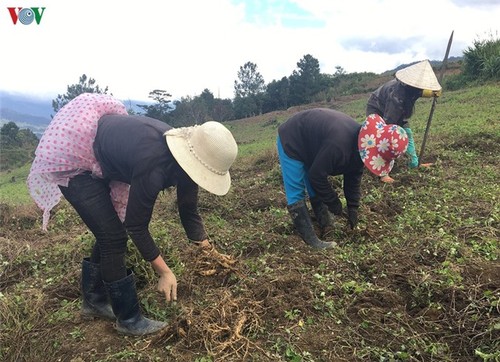 Warga Etnis Minoritas Xo Dang di Provinsi Kon Tum Mencapai Kesejahteraan Karena Tanaman Herba - ảnh 2