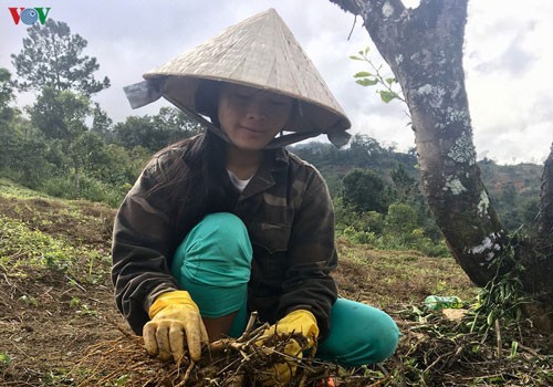 Warga Etnis Minoritas Xo Dang di Provinsi Kon Tum Mencapai Kesejahteraan Karena Tanaman Herba - ảnh 1