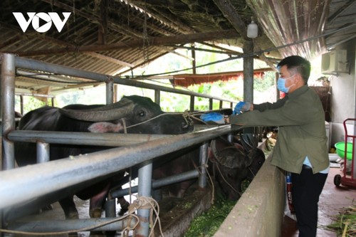 Menjadi Kaya Berkat Pengembangan Ekonomi Perbukitan dan Hutan Terkait dengan Peternakan Hewan Besar - ảnh 1