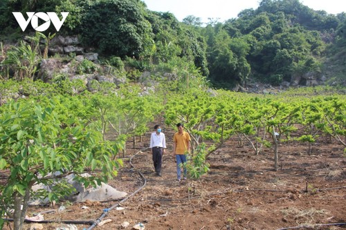 Koperasi Tipe Baru di Son La: Membentuk Rantai Penghubung dari Produksi hingga Penyerapan Produk - ảnh 1