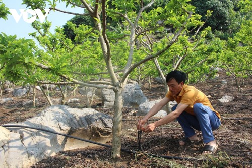 Koperasi Tipe Baru di Son La: Membentuk Rantai Penghubung dari Produksi hingga Penyerapan Produk - ảnh 2