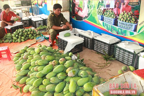 Kabupaten Yen Chau, Provinsi Son La, Kembangkan Perkebunan Buah-Buahan Organik - ảnh 1