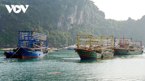 Peranan Daerah-Daerah dalam Penanggulangan Eksploitasi IUU Dikembangkan - ảnh 1