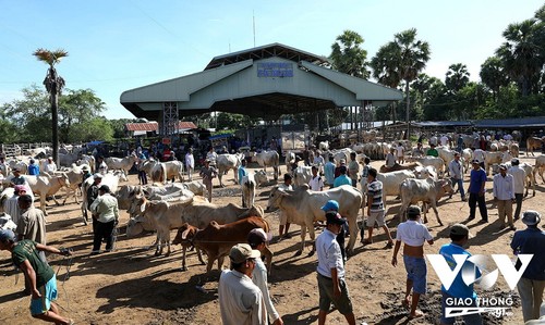 Pasar sapi Ta Ngao, Provinsi An Giang - ảnh 1