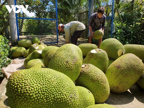 Perkenalan tentang Buah Nangka di Vietnam - ảnh 1