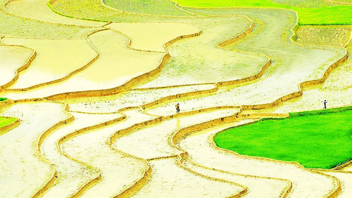 Menjelajahi Sawah Terasering Mu Cang Chai di Musim AirTumpah - ảnh 2
