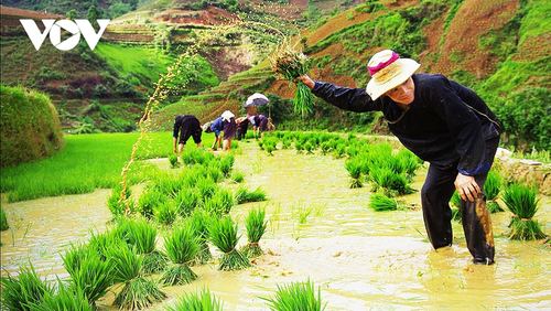 Menjelajahi Sawah Terasering Mu Cang Chai di Musim AirTumpah - ảnh 5
