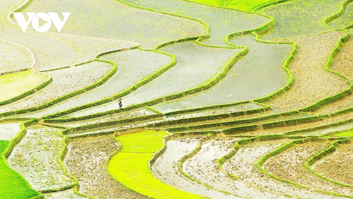 Menjelajahi Sawah Terasering Mu Cang Chai di Musim AirTumpah - ảnh 8