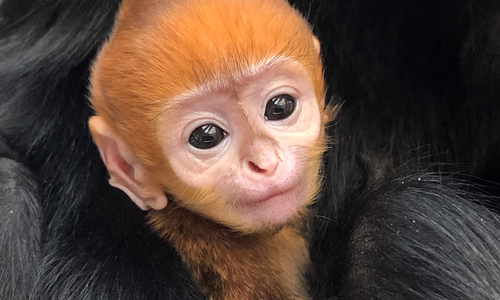 US zoo gives endangered baby langur Vietnamese name - ảnh 1