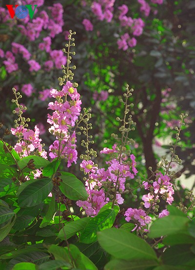 В Ханое расцветает лагерстрёмия - ảnh 7