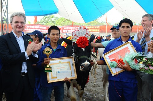 Конкурс красоты молочных коров - ảnh 1