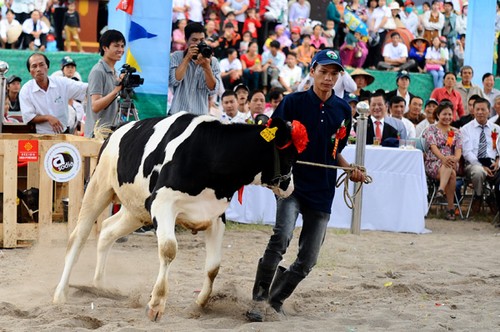Конкурс красоты молочных коров - ảnh 8